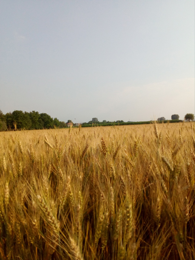 Polonghera
