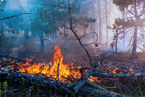 Incendi Estivi - Nota della Regione Piemonte